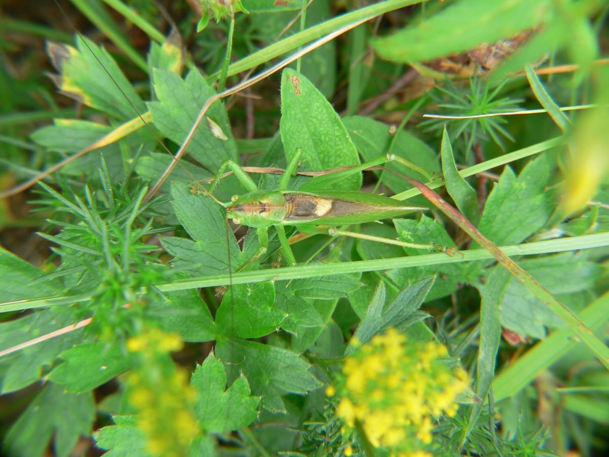 Tettigonia viridissima? No. Maschio di Tettigonia cantans